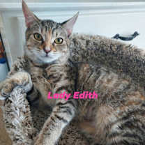 Thumbnail photo of Lady Edith #1