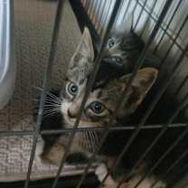 Thumbnail photo of Gherkin #2