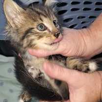 Thumbnail photo of Gherkin #4