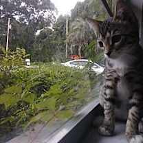 Thumbnail photo of Morse Code #3