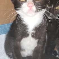 Thumbnail photo of Pippen #3