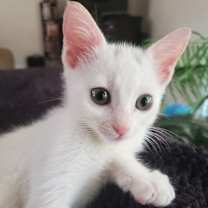 Thumbnail photo of Jay Jay #2