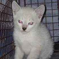 Thumbnail photo of Sylvia #1