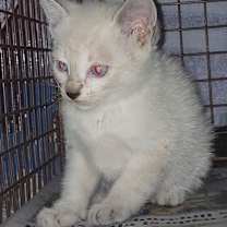 Thumbnail photo of Sylvia #2