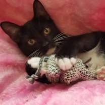 Thumbnail photo of S'mores #1