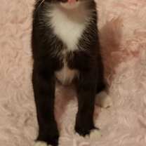 Thumbnail photo of S'mores #2