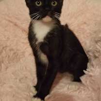 Thumbnail photo of S'mores #3