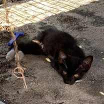 Thumbnail photo of S'mores #4