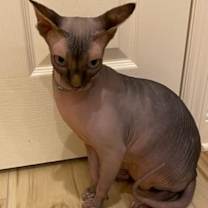 Thumbnail photo of Blue Bell "Meeb" #2