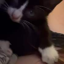 Thumbnail photo of Milo #3