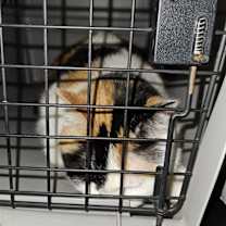 Thumbnail photo of Kit Kat #2