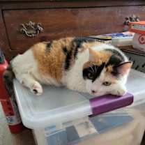 Thumbnail photo of Kit Kat #3