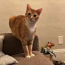 Thumbnail photo of Boris #1