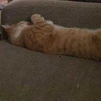 Thumbnail photo of Boris #4