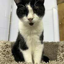 adopt-pet