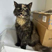 adopt-pet