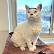 Thumbnail photo of Sakura #2