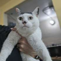 Thumbnail photo of Sakura #3