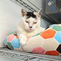 Thumbnail photo of Sakura #4