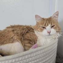 adopt-pet