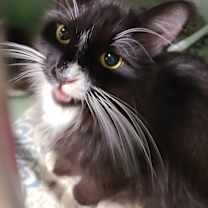 adopt-pet
