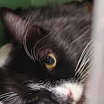 Thumbnail photo of Coral #4