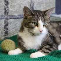 adopt-pet
