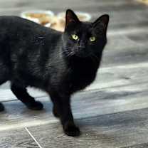 Thumbnail photo of Luna  (Mom) #2