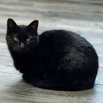 Thumbnail photo of Luna  (Mom) #4