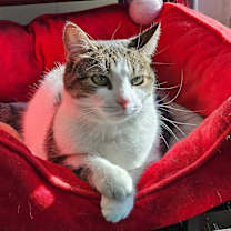 Thumbnail photo of Daisy #4