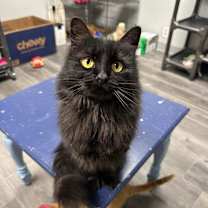 adopt-pet