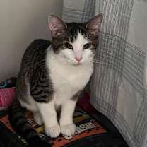 Thumbnail photo of Persephone #4