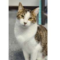 adopt-pet