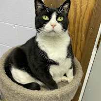 adopt-pet