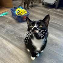 adopt-pet