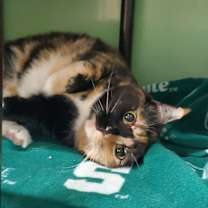 adopt-pet