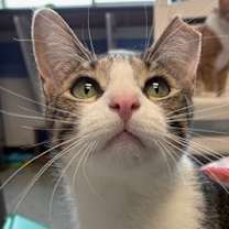 adopt-pet