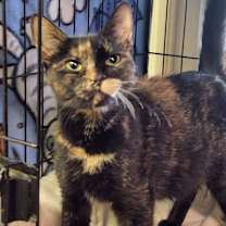 Thumbnail photo of Jada #1