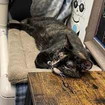 Thumbnail photo of Jada #2