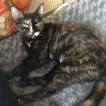 Thumbnail photo of Jada #4