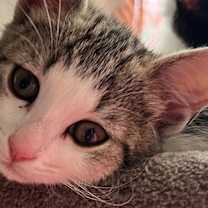 Thumbnail photo of Lavender #2