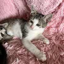 Thumbnail photo of Lavender #4
