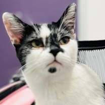 Thumbnail photo of Lover #1