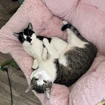 Thumbnail photo of Lover #2