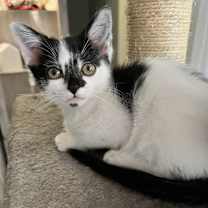 Thumbnail photo of Lover #3