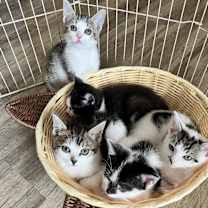 Thumbnail photo of Lover #4