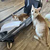 Thumbnail photo of Pippin #2