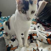 Thumbnail photo of Galadriel #3