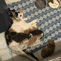 Thumbnail photo of Galadriel #4