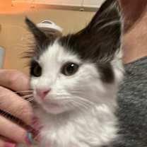 Thumbnail photo of Petya #4